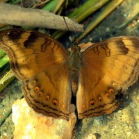 Junonia iphita Cramer, 1779