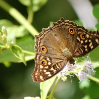 Junonia lemonias Linnaeus, 1758