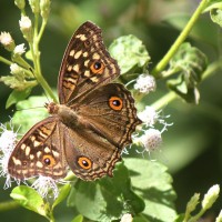 Junonia lemonias Linnaeus, 1758