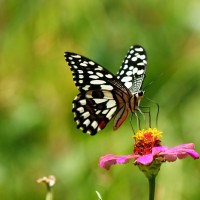 Papilio demoleus Linnaeus, 1758