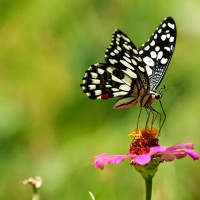 Papilio demoleus Linnaeus, 1758