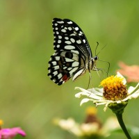 Papilio demoleus Linnaeus, 1758