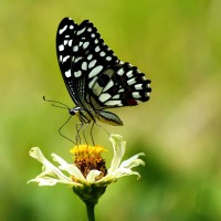 Papilio demoleus Linnaeus, 1758