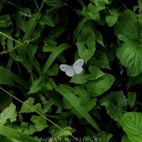 Leptosia nina Fabricius, 1793