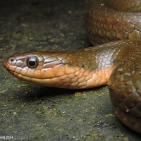 Atretium schistosum Daudin, 1803