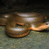 Atretium schistosum Daudin, 1803