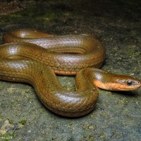 Atretium schistosum Daudin, 1803