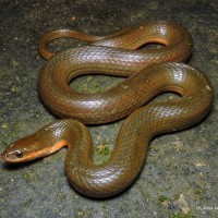 Atretium schistosum Daudin, 1803
