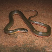Atretium schistosum Daudin, 1803