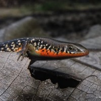 Eutropis tammanna Das, de Silva & Austin, 2008