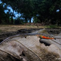 Eutropis tammanna Das, de Silva & Austin, 2008