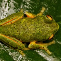 Pseudophilautus poppiae Megaskumbura & Manamendra-Arachcchi, 2005