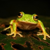 Pseudophilautus poppiae Megaskumbura & Manamendra-Arachcchi, 2005