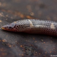 Rhinophis homolepis  Hemprich, 1820