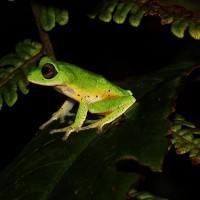 Pseudophilautus femoralis Gunther 1864