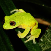Pseudophilautus femoralis Gunther 1864