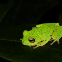 Pseudophilautus femoralis Gunther 1864