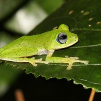 Pseudophilautus femoralis Gunther 1864