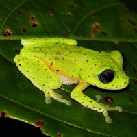 Pseudophilautus femoralis Gunther 1864