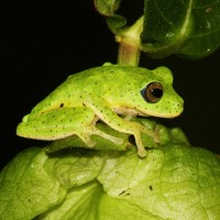 Pseudophilautus femoralis Gunther 1864