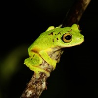 Pseudophilautus femoralis Gunther 1864
