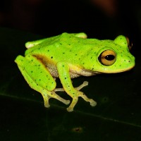 Pseudophilautus femoralis Gunther 1864
