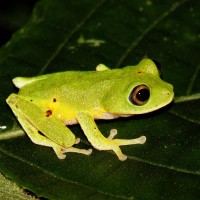 Pseudophilautus femoralis Gunther 1864