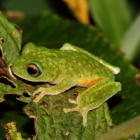 Pseudophilautus femoralis Gunther 1864