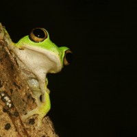 Pseudophilautus femoralis Gunther 1864