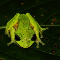 Pseudophilautus femoralis Gunther 1864