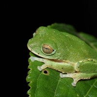 Pseudophilautus femoralis Gunther 1864