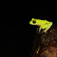 Pseudophilautus femoralis Gunther 1864