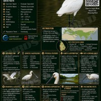 Platalea leucorodia Linnaeus, 1758